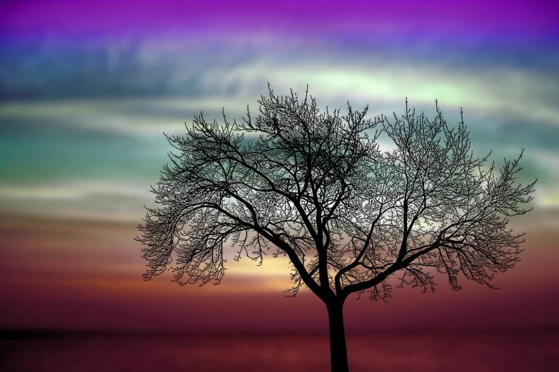 a tree in the foreground with a colorful sky in the background