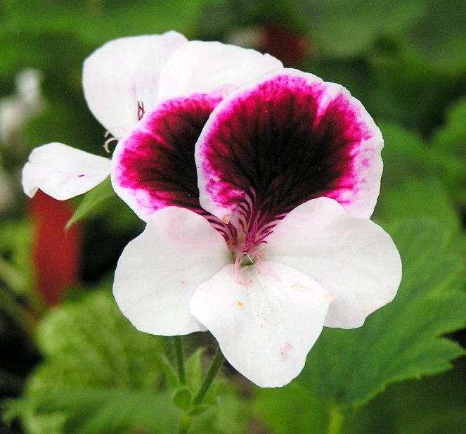 white and pink flowers with red centers on them