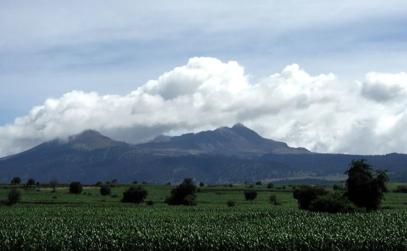 a green field with grass and trees in front of mountains