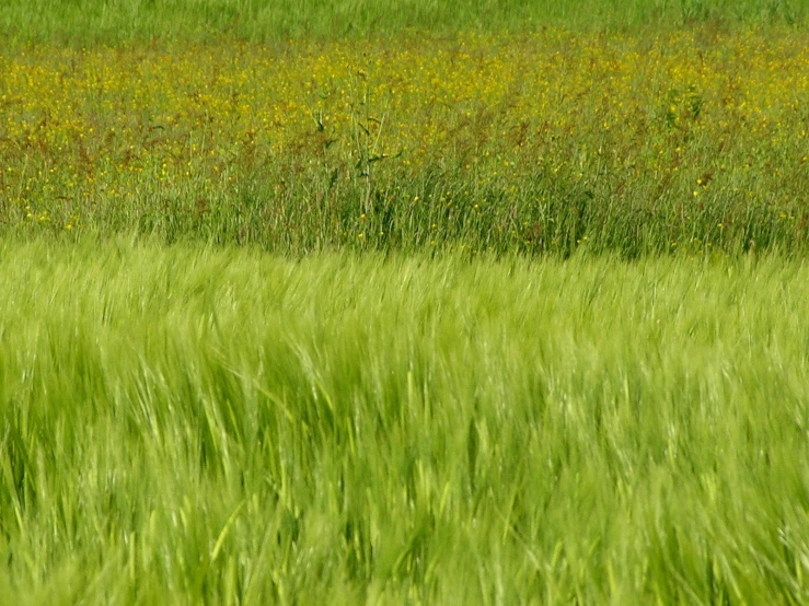 a bird sitting in the middle of a field of grass