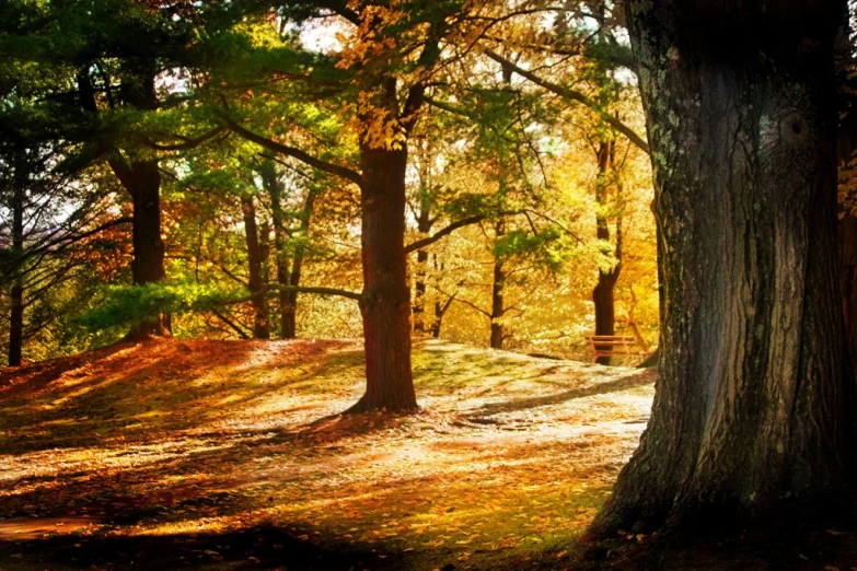 a forest filled with lots of trees and leaves