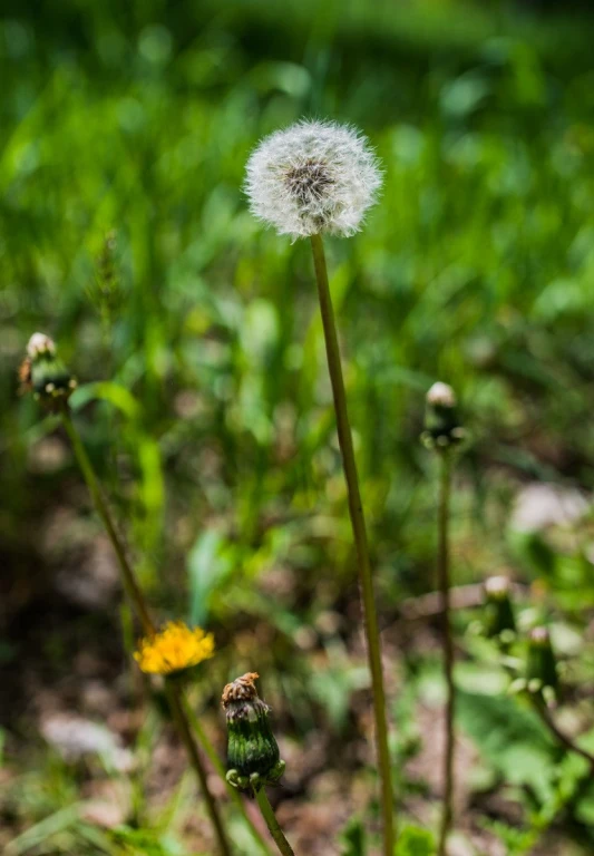 a dandelion is sprinkled with white fuzzy fizz