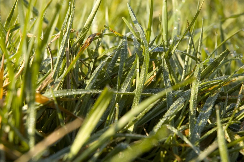 the grass has water drops on it