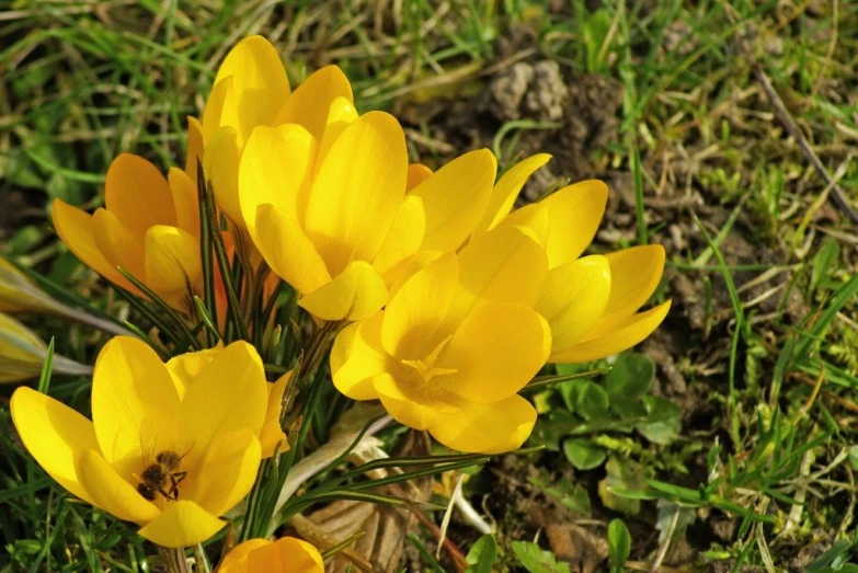 three yellow flowers are sitting on the grass