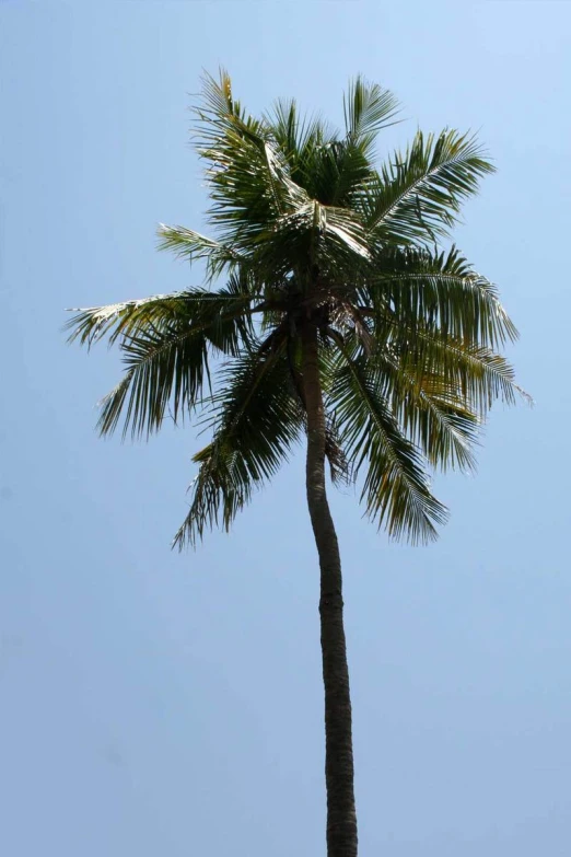 a tall palm tree in a clear blue sky