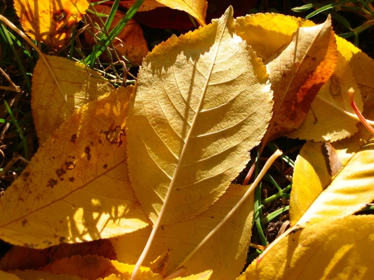 a yellow leaf laying in the grass