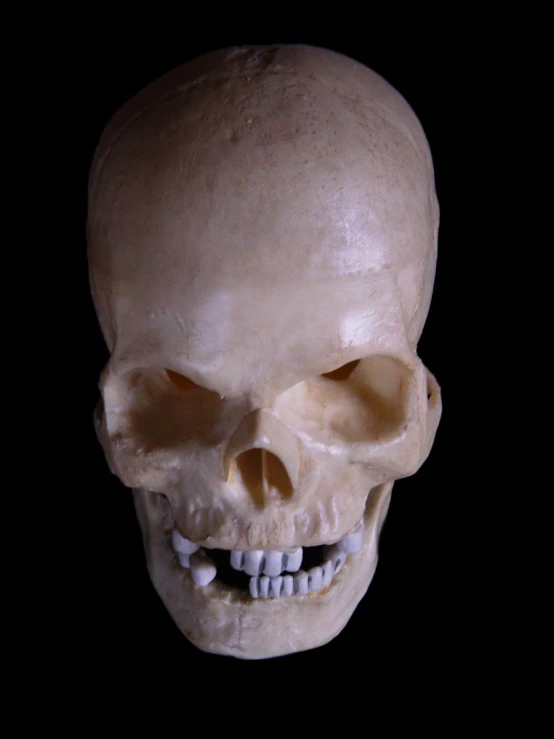 a close up view of a white human skull