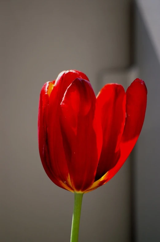 there is a red flower with very long petals