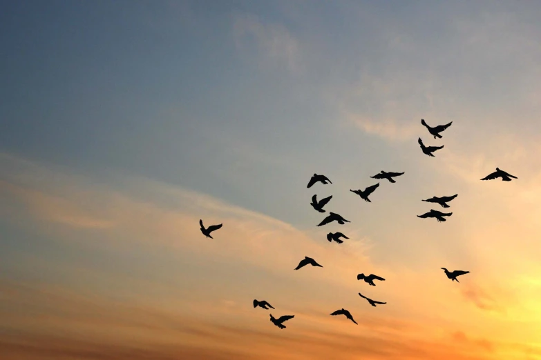 birds are flying in the same direction at sunset