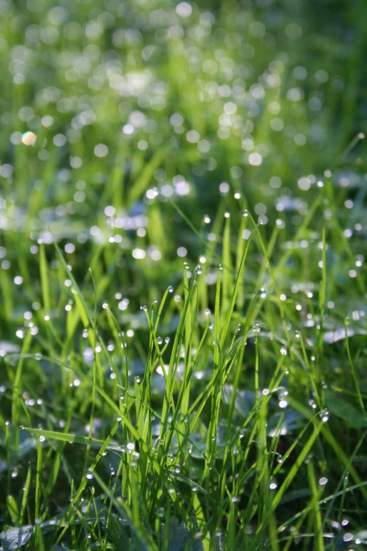 water drops are hanging on grass in the rain