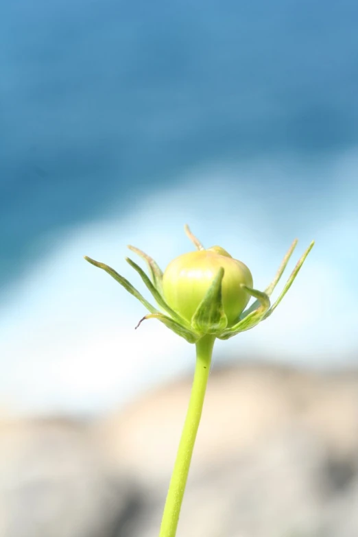 closeup of the green stem of a spider