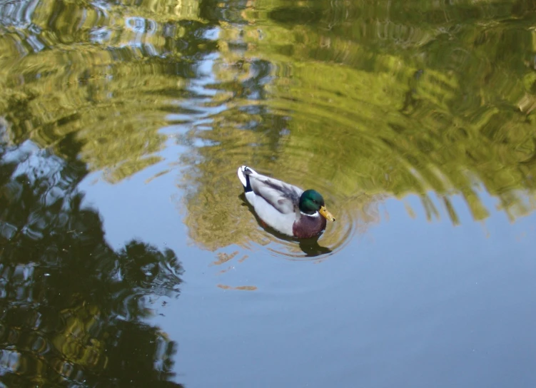 the duck is swimming in the small body of water