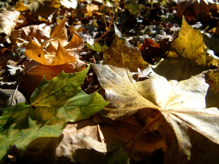 a close up of leaves in the sun