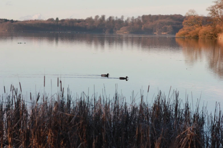 two ducks floating in the middle of a pond