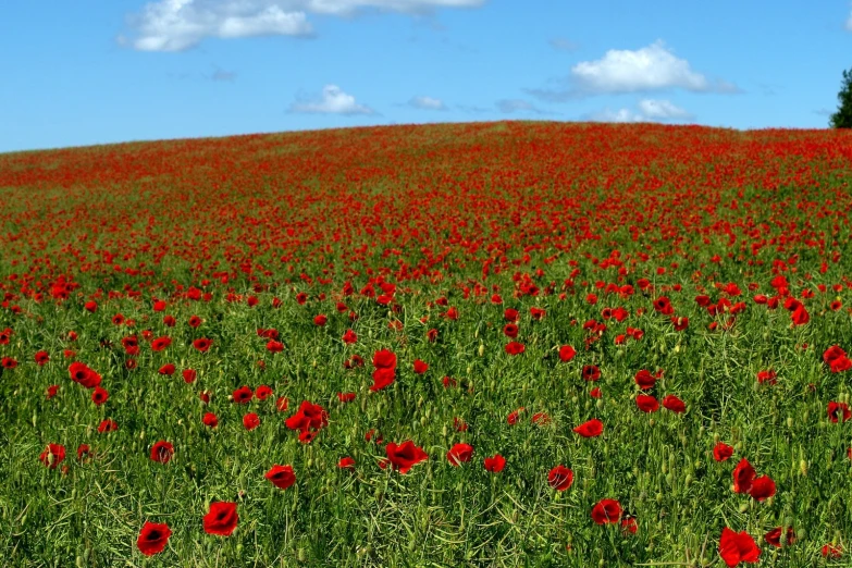 there is red flowers in the green grass