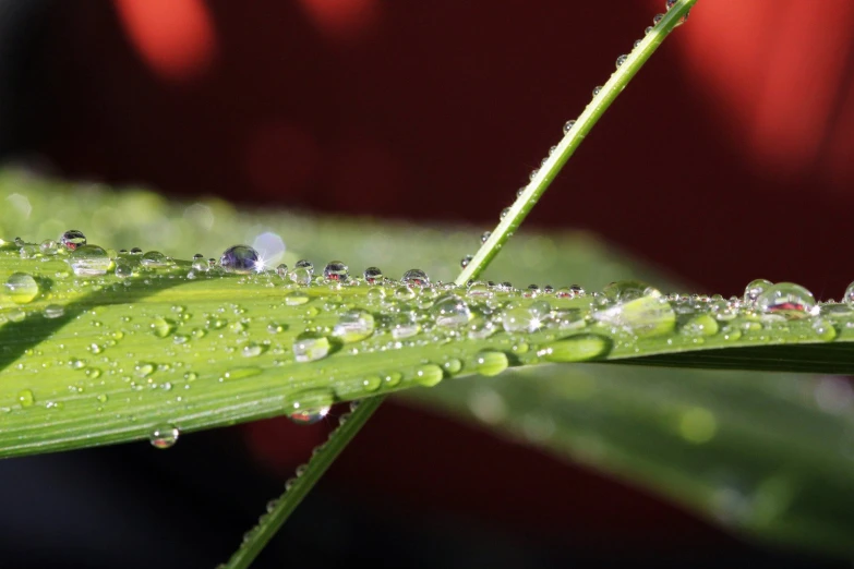 a very large green leaf with dew drops