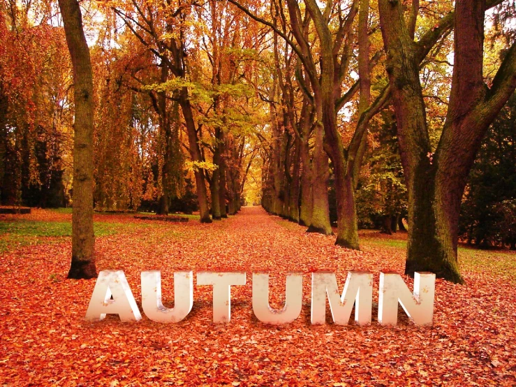 autumn with the word autumn over a path in leaves