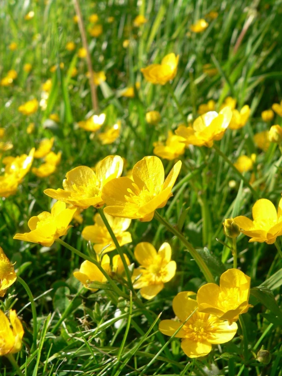 there is many yellow flowers that are in the grass