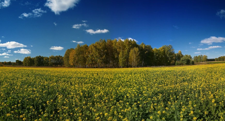 field with yellow flowers under blue sky and clouds