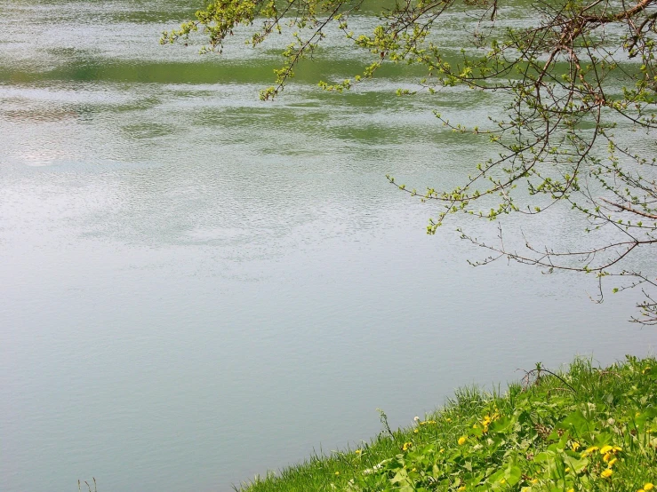 a bird is standing near the water in the grass