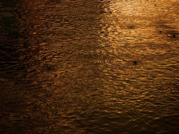 a couple of birds are sitting in a lake