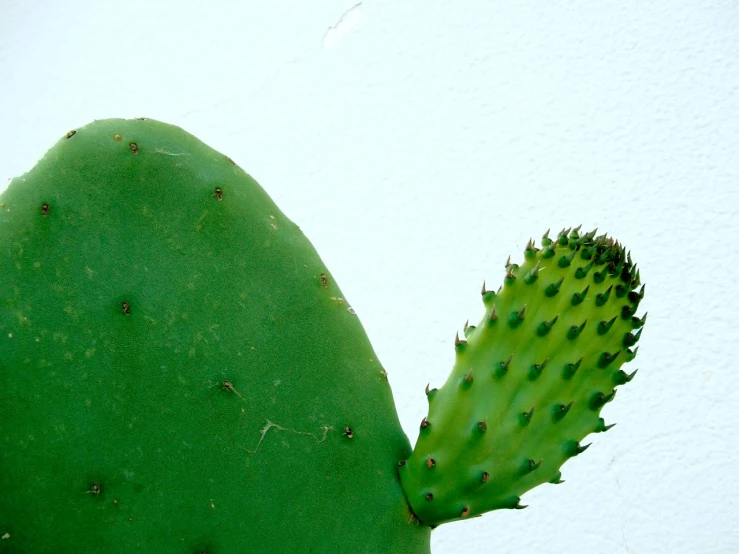 a large green plant sitting on top of a white wall