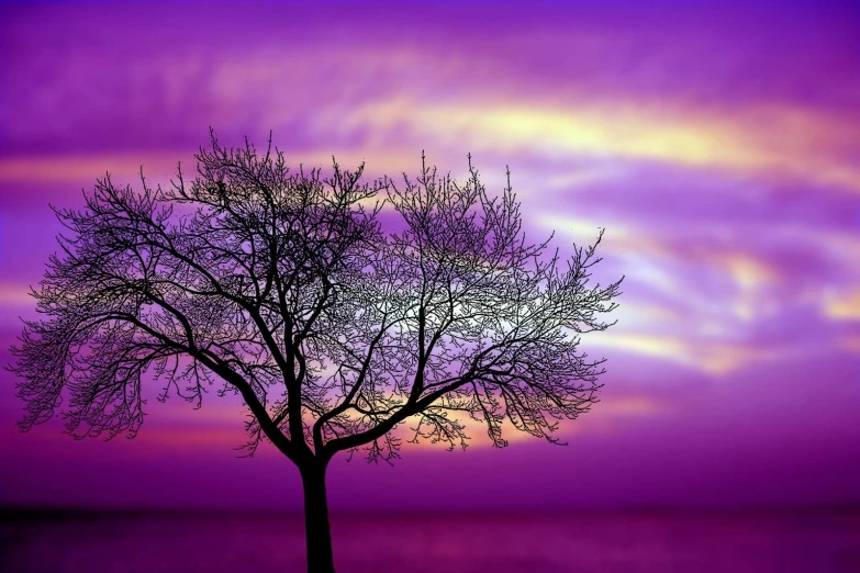 a tree is standing in the sunset with the purple sky