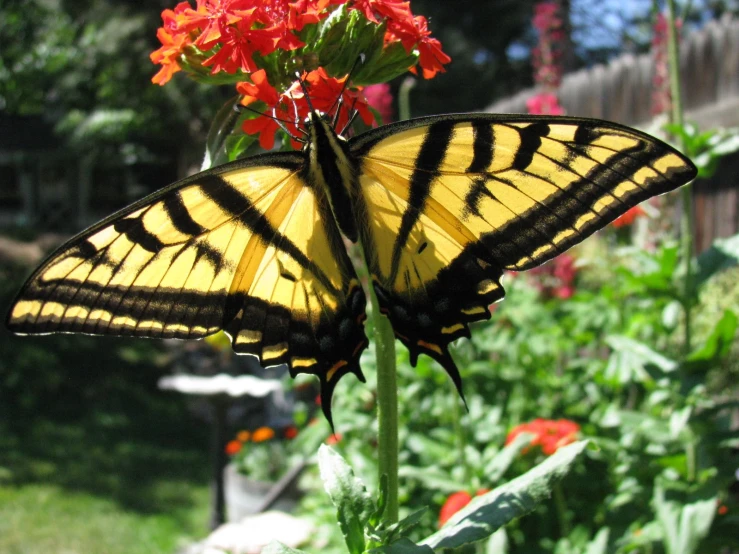 an animal with yellow and black wings is looking at a flower