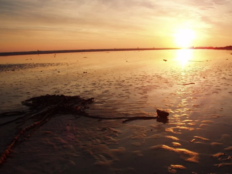 a long piece of rope lying on top of a beach next to the ocean