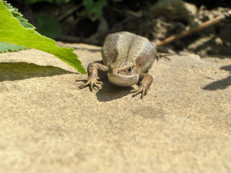 a lizard looking at the camera while on the ground