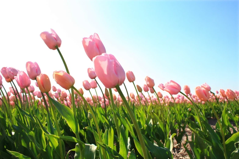 a field full of pink tulips against a blue sky