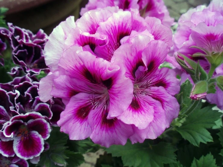 purple flowers are displayed in a green container