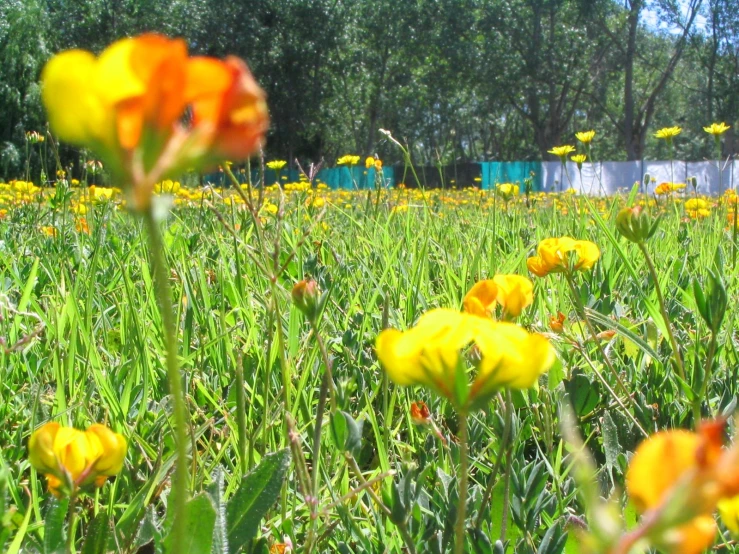 yellow and orange flowers growing in the grass