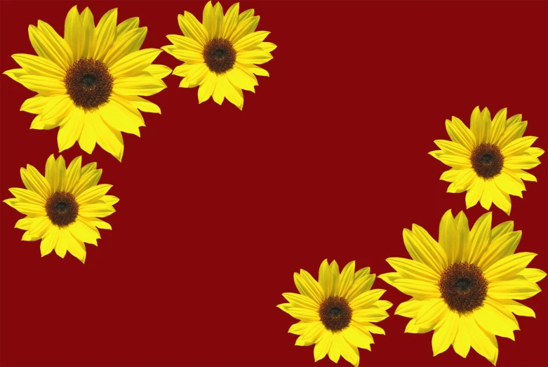 yellow sunflowers on red background with no image in it