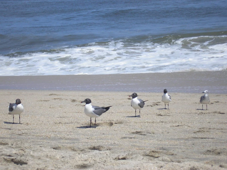 several birds standing on the sand of a beach