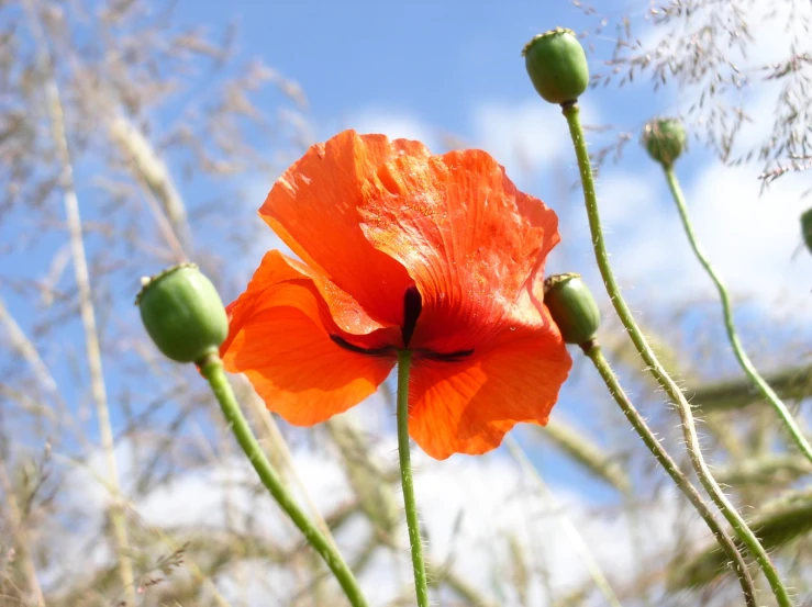 an orange poppy that has buds growing out