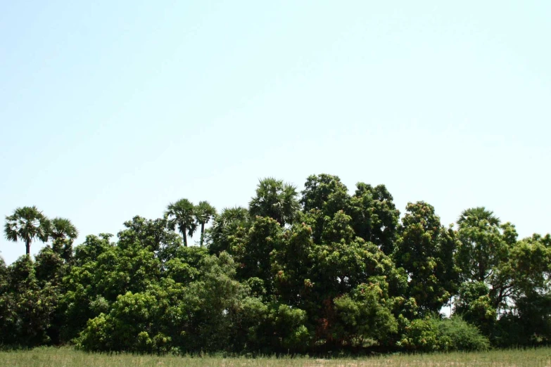 a field filled with lots of trees and brown grass