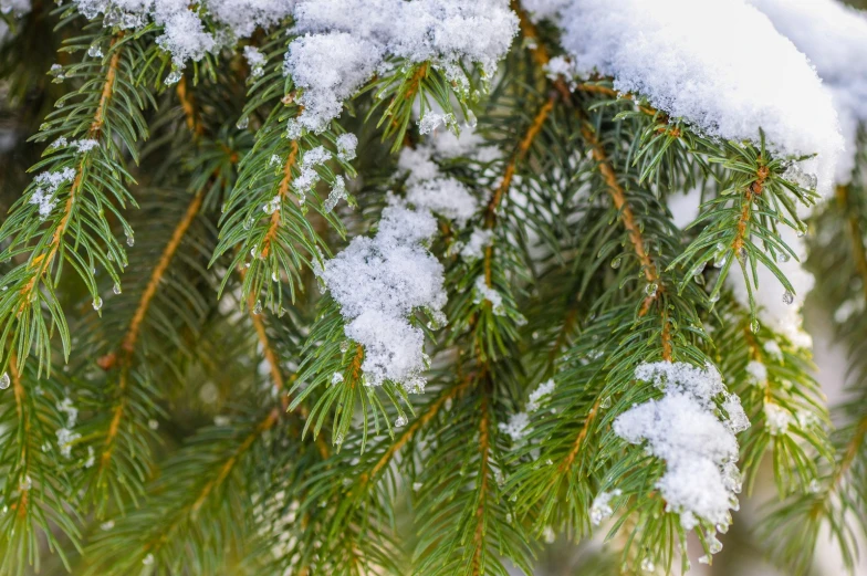 a close - up of a pine tree nch and snow on the nches