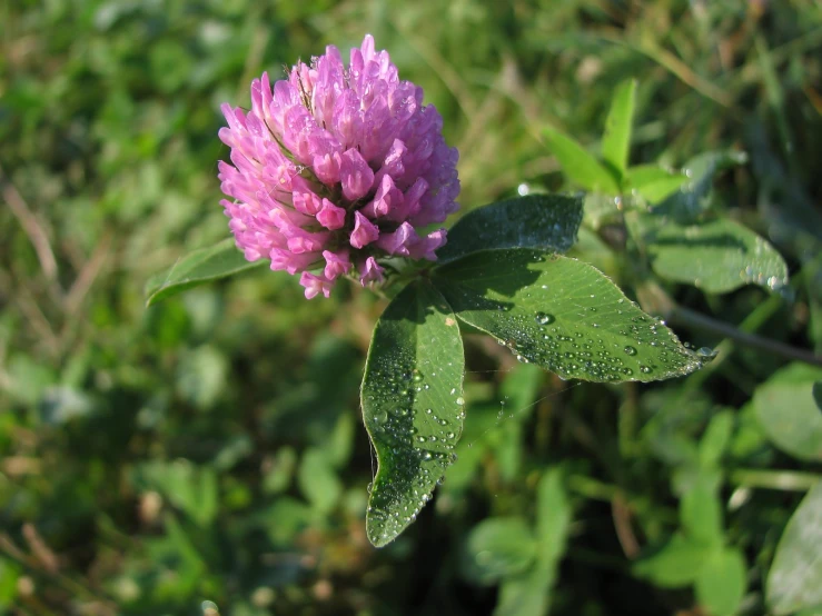 a purple flower that has water droplets on it