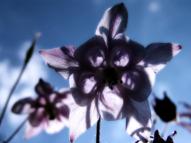 a large purple flower surrounded by many leaves