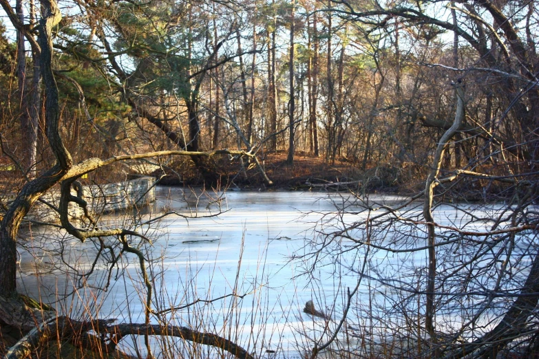 a small pond surrounded by trees and shrubs