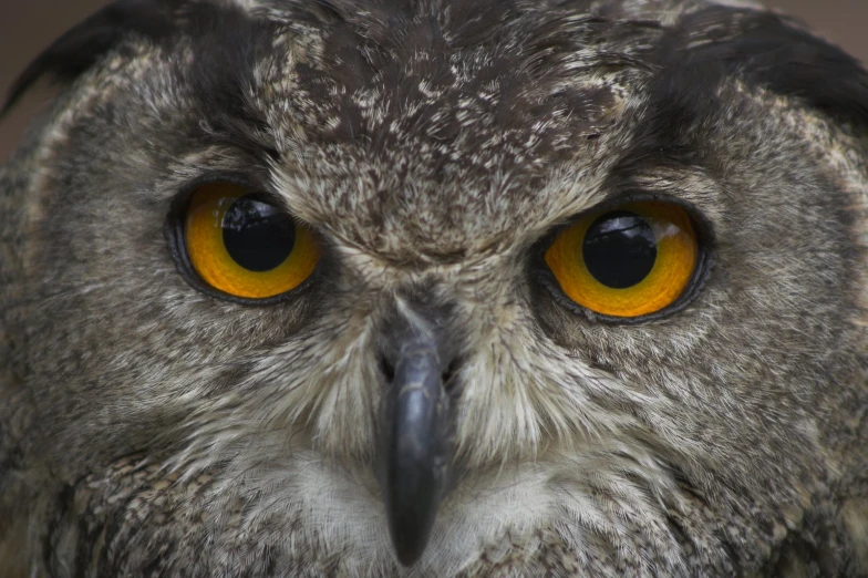 an owl's face has bright orange eyes