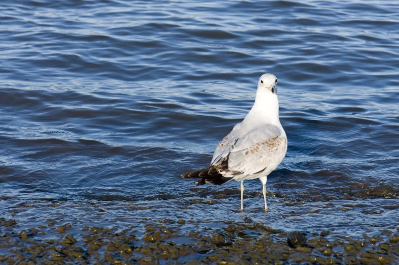 a white bird standing on a rock near the ocean