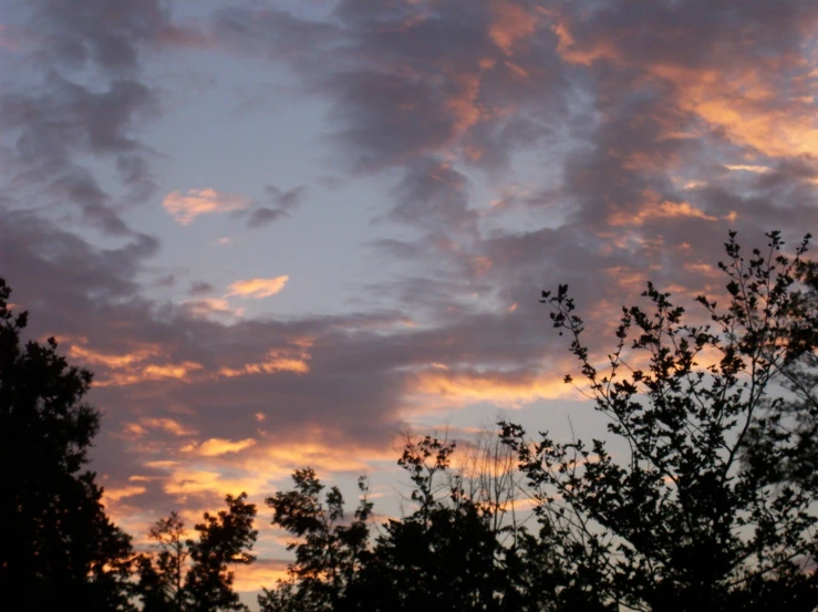 a large tree with a sunset behind it