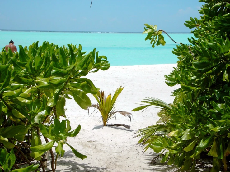 a view of a bird standing in the sand at a tropical beach