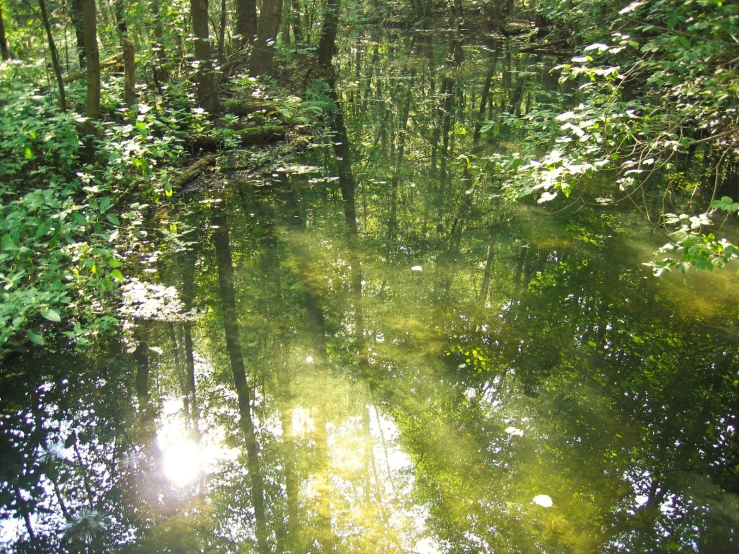 a stream is surrounded by green vegetation and trees