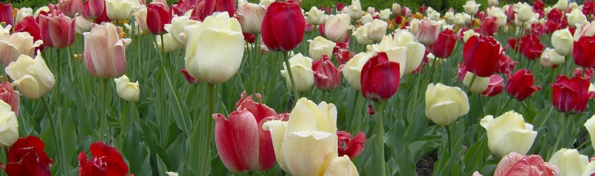 a field with rows of multi colored flowers