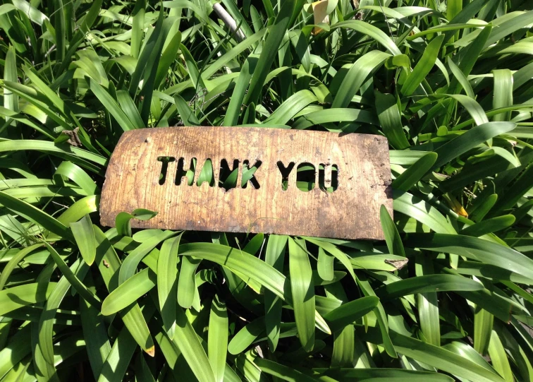 thank you on a wooden sign among grass
