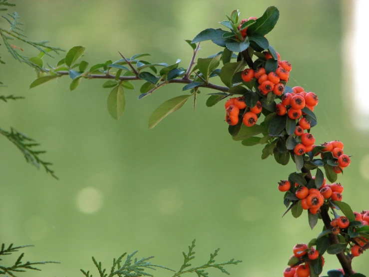 a close up of small red berries on a tree