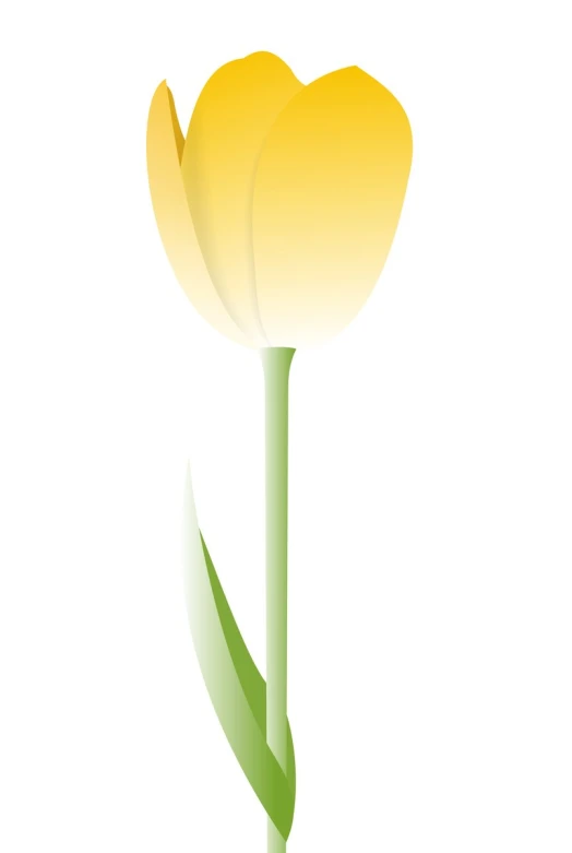 a yellow flower with green stems, and white background